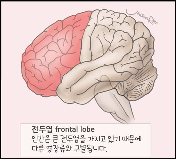 전두엽 손상시 나타나는 증상들