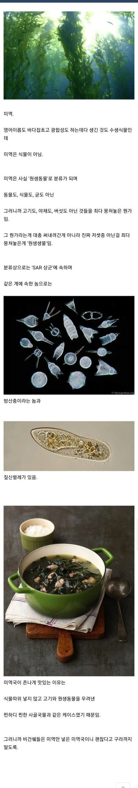 맛있게 먹던 미역의 비밀...