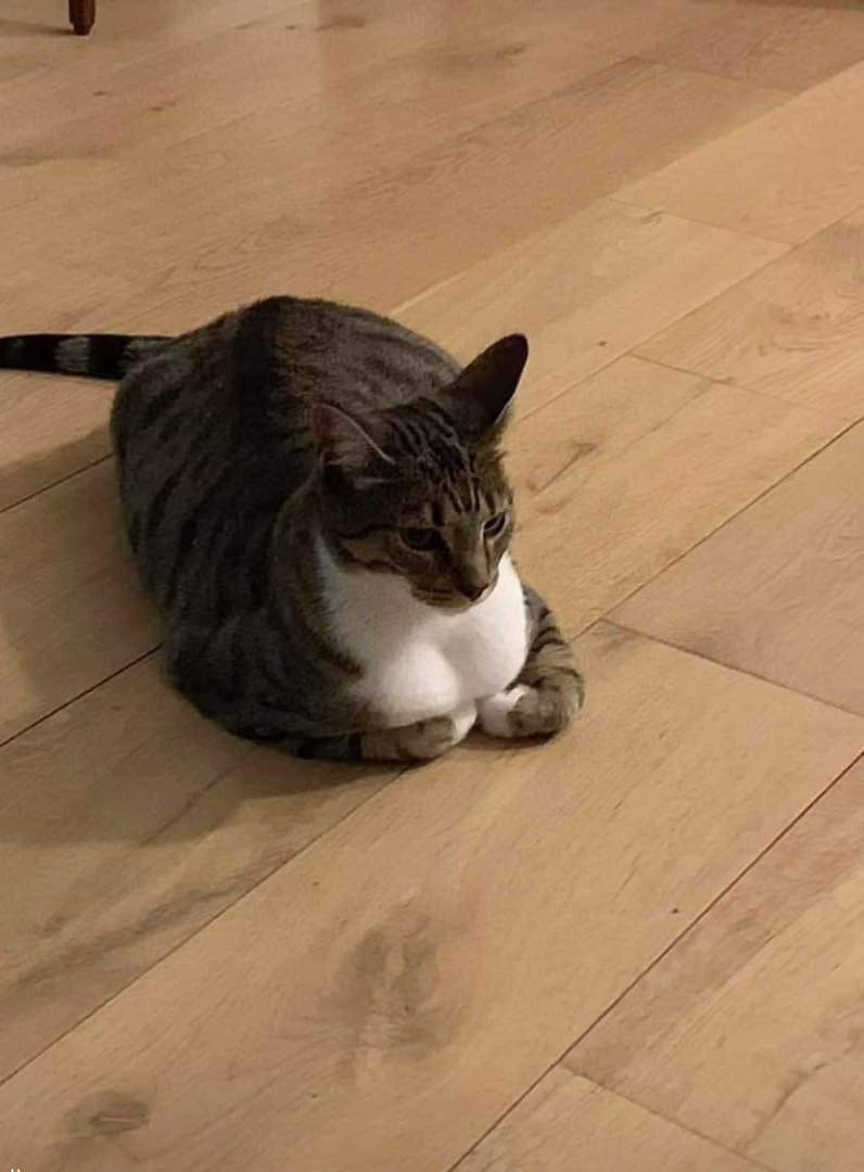 가슴 큰 요염한 고양이