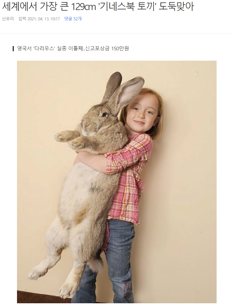 세계에서 가장 큰 129cm '기네스북 토끼' 도둑맞아