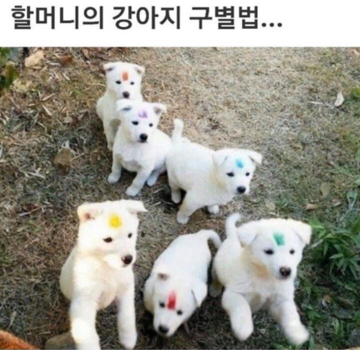 할머니의 강아지 구별법