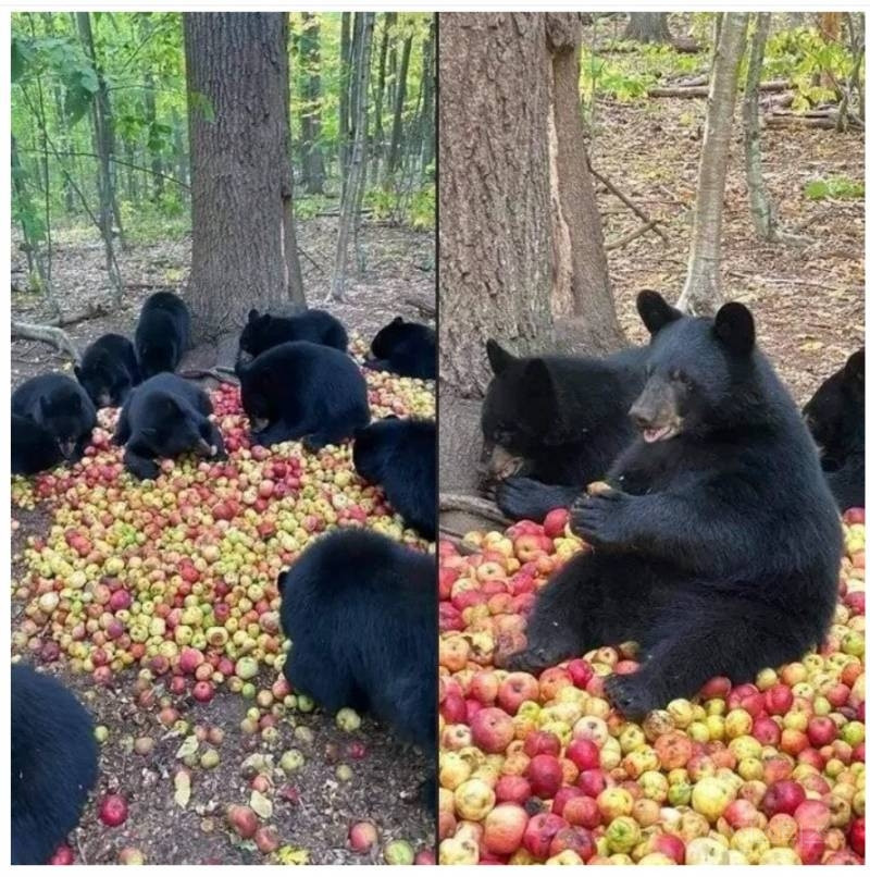 상태 안좋은 사과를 산에 버렸더니