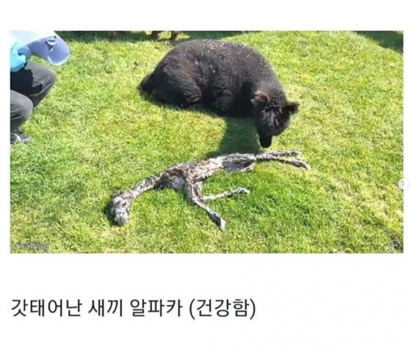 갓 태어난 새끼 알파카