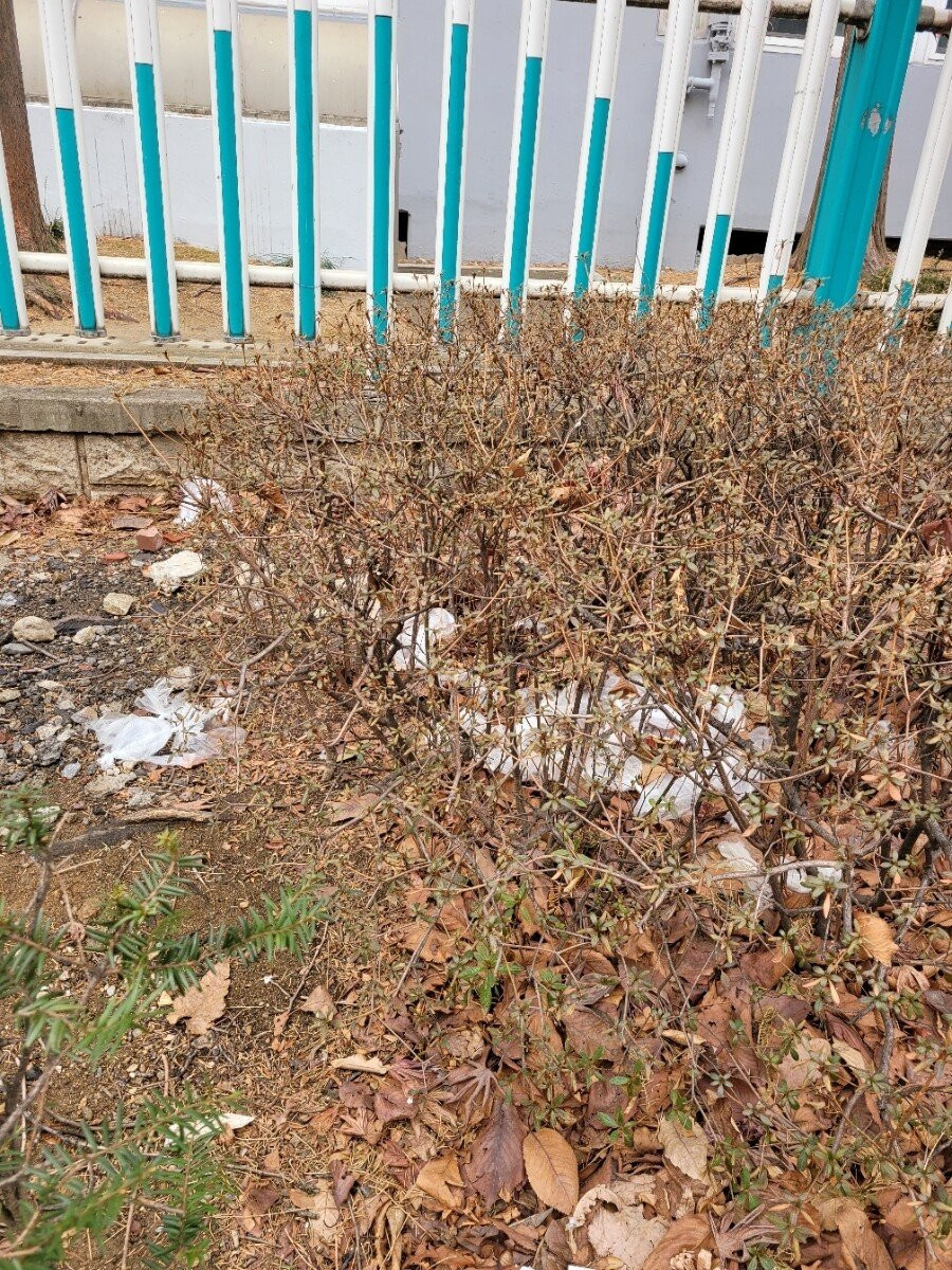 캣맘들의 길거리 테러, 봉지밥