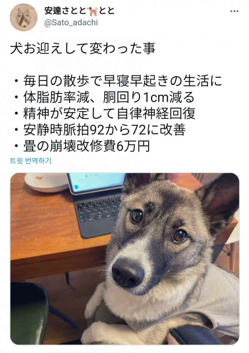 개를 키우게 된 후 바뀐 점들