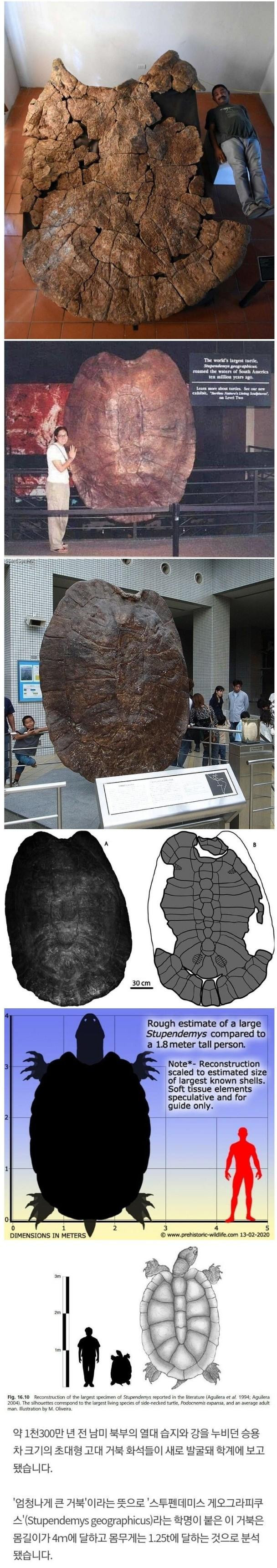 의외로 고대에 실존했다는 포켓몬