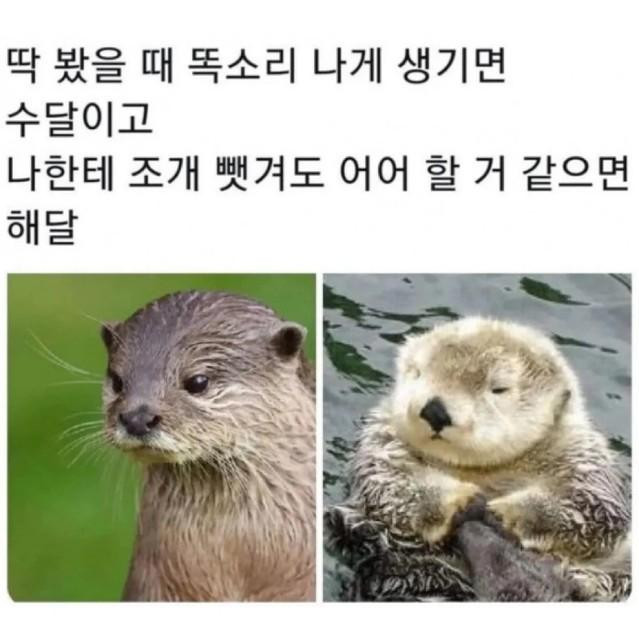 수달과 해달 구분하는 방법
