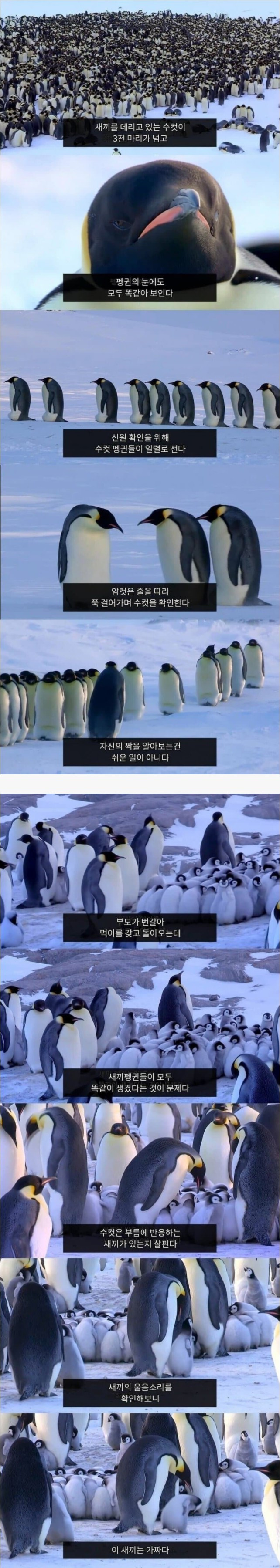 자기 자식인지 확인하는 펭귄