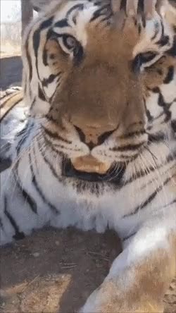 호랑이 뿅가게 하는 방법