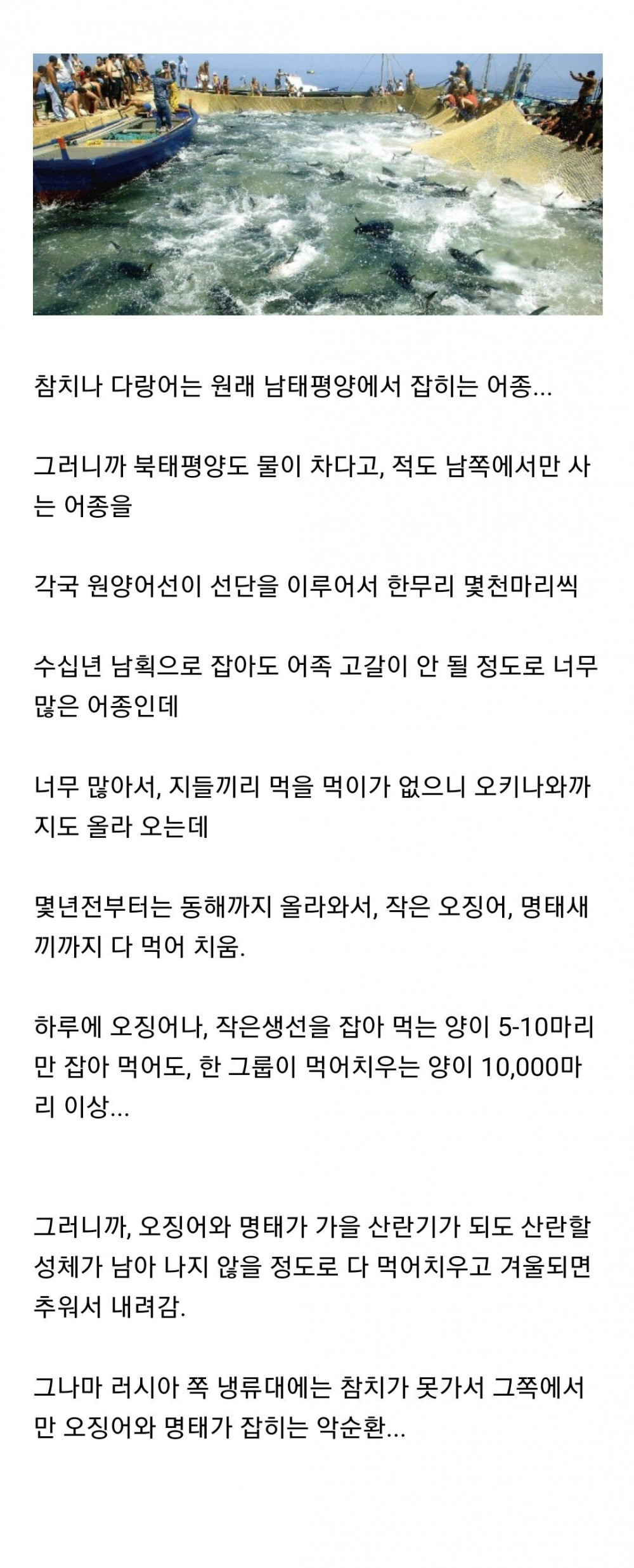 앞으로 동해에서 명태, 오징어가 영원히 안 잡히는 이유