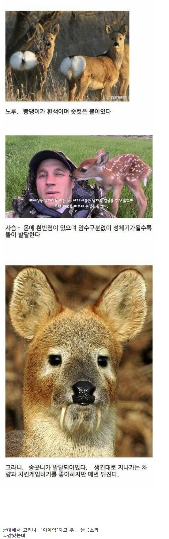 사슴 & 노루 & 고라니 구분하는 방법
