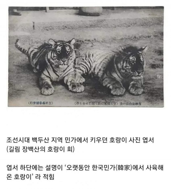조선시대에 있던 캣맘을 못 건드린 이유.jpg