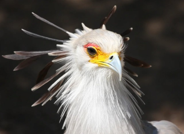 뱀의 쌉하드카운터로 진화한 조류