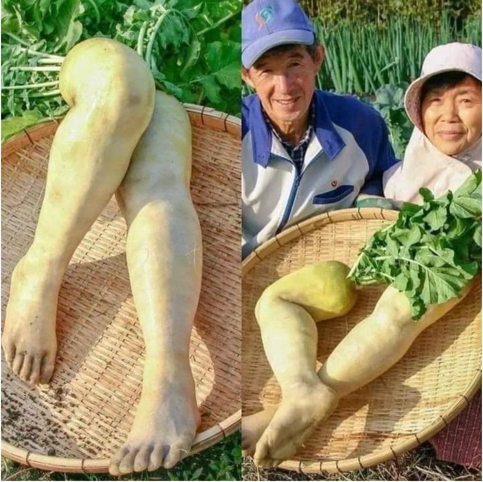 농부 부부가 자기들 다리를 실리콘 몰드로 본떠서 무 키움