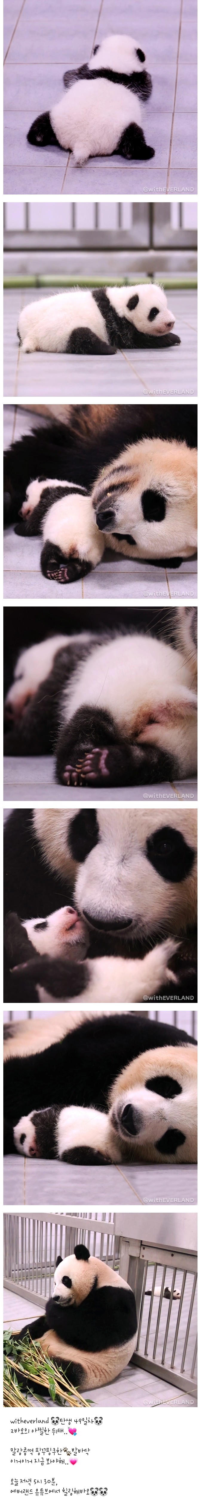 에버랜드가 인스타에 올린 사진