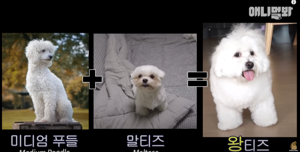 13kg 말티즈 본적있음?? 