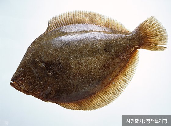 오직 잡아 먹히기 위해 태어난 물고기