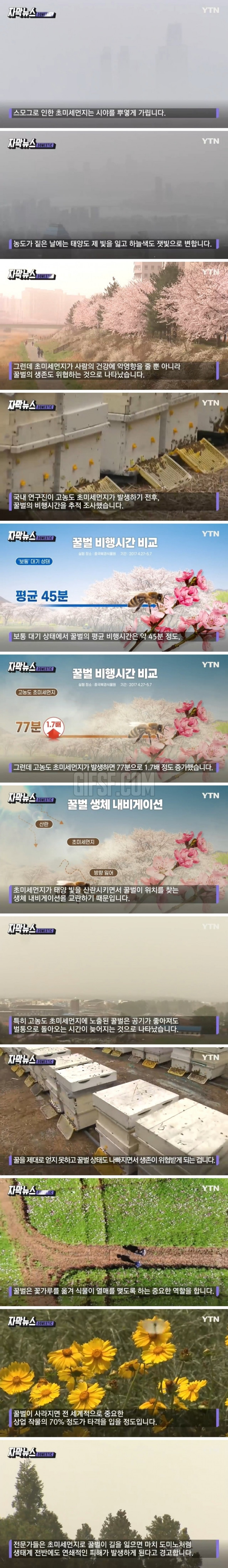 초미세먼지 노출된 벌...충격적인 변화 나타나