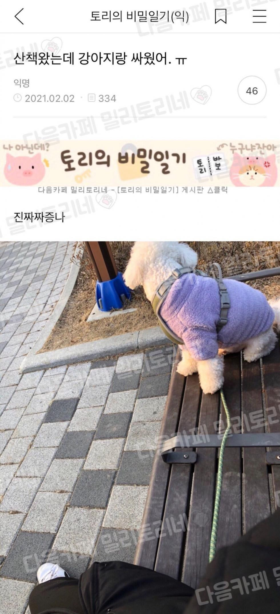 산책 나왔다가 강아지랑 싸움